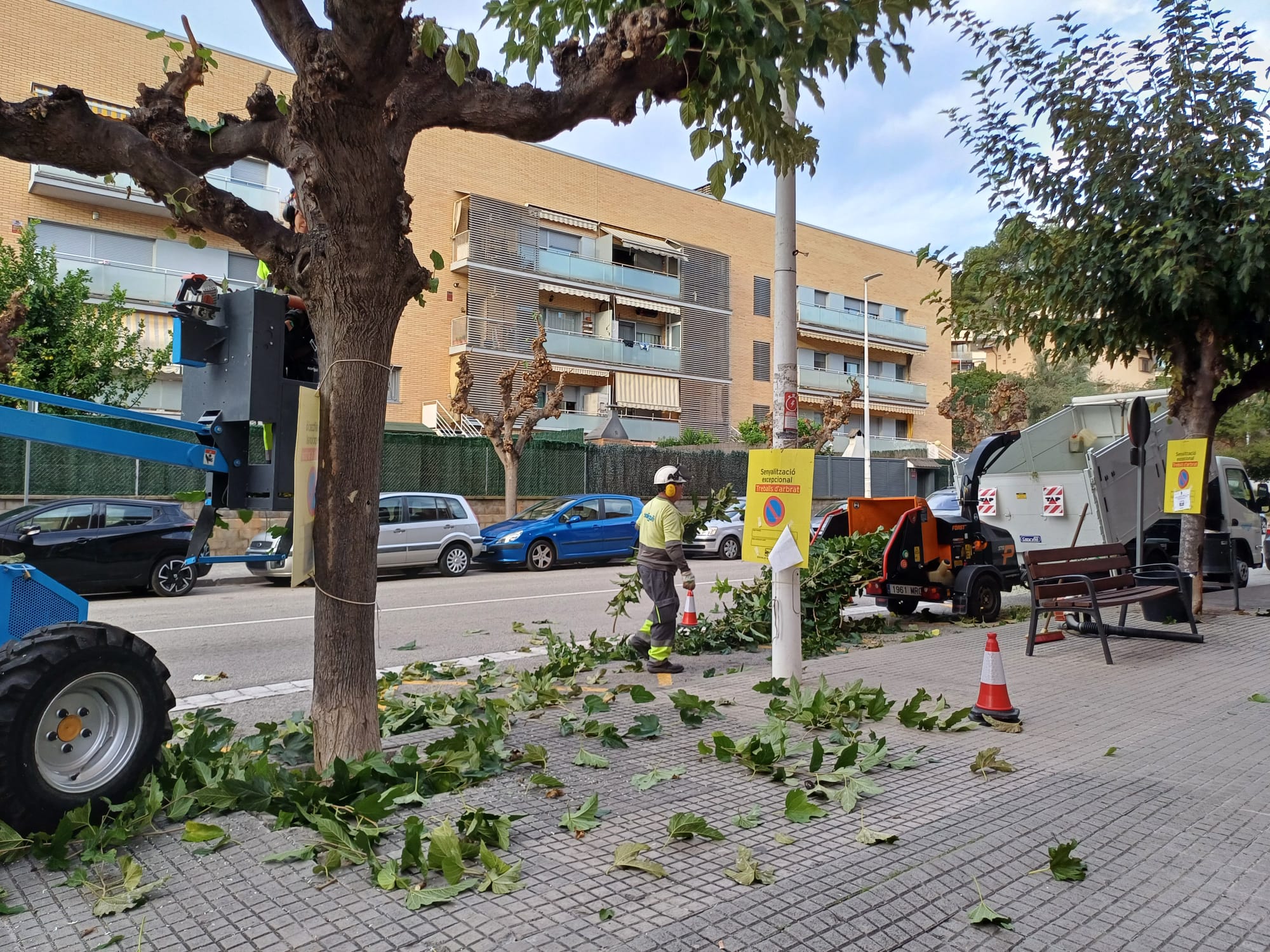 Imatge de la notícia: Comença la campanya anual de poda de l’arbrat